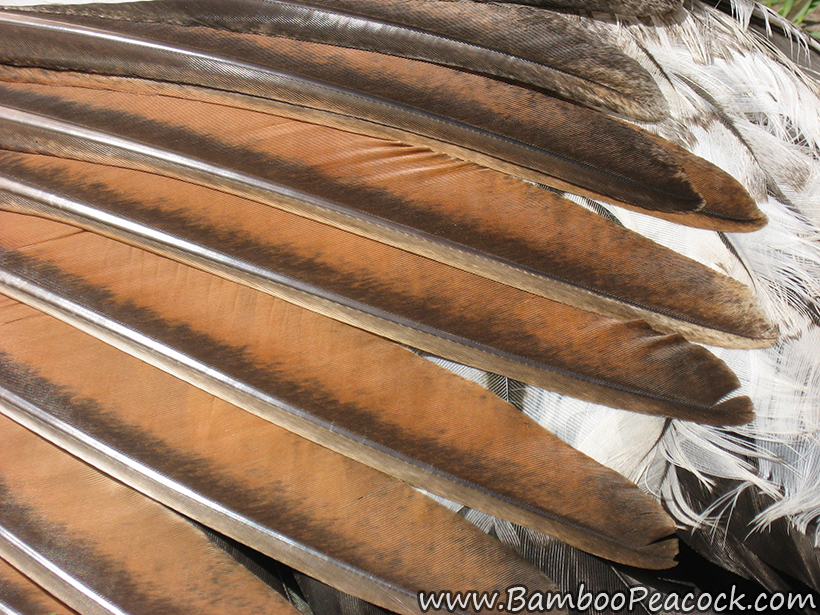 wing feathers